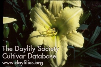Daylily Florence Byrd